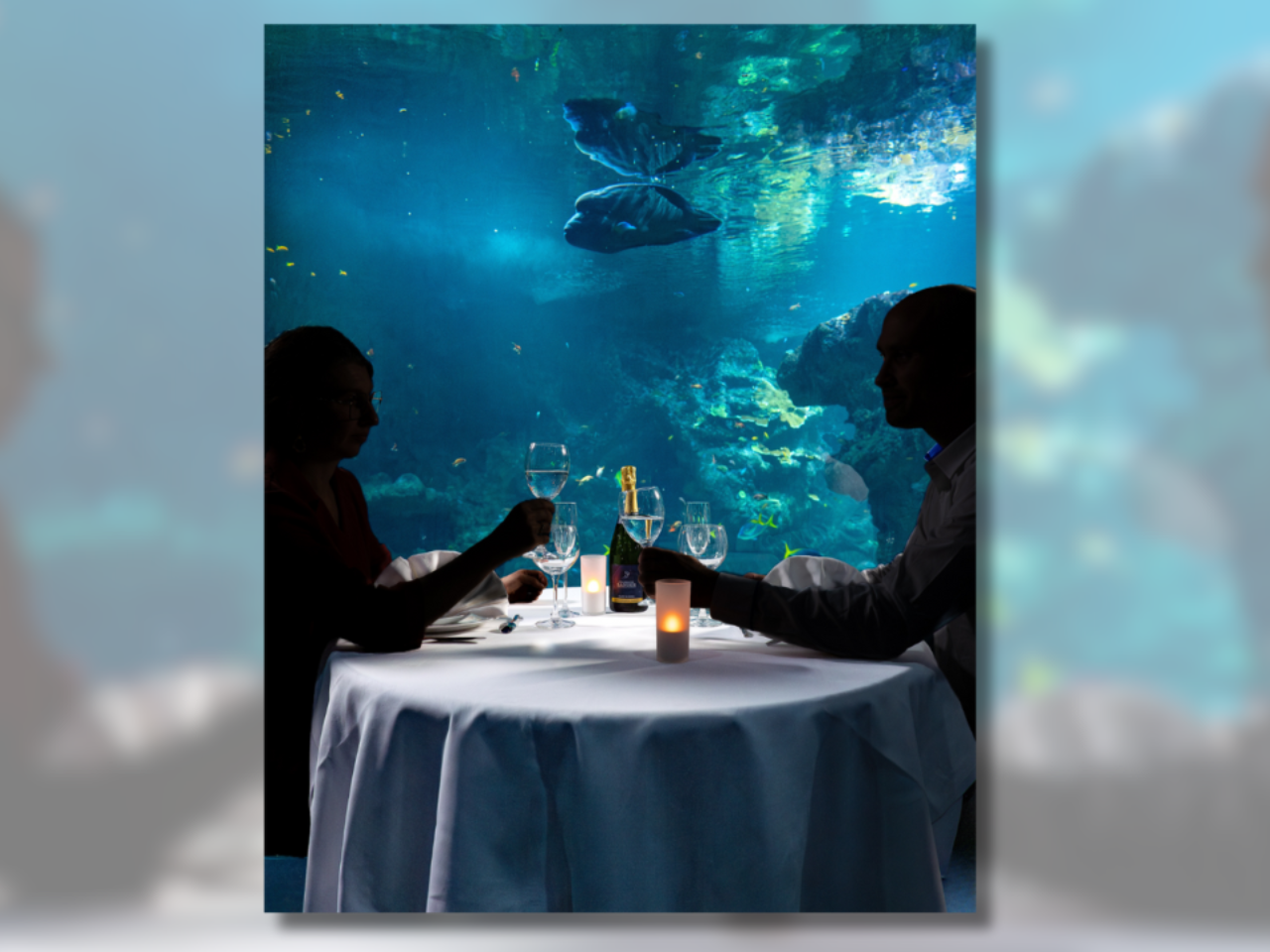 Seuls 70 privilégiés pourront dîner au milieu des poissons et requins.