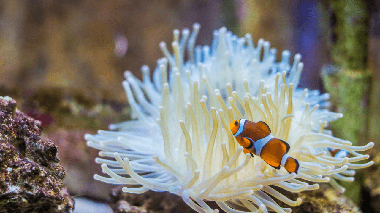 Le grand Aquarium de Touraine rouvre ce weekend
