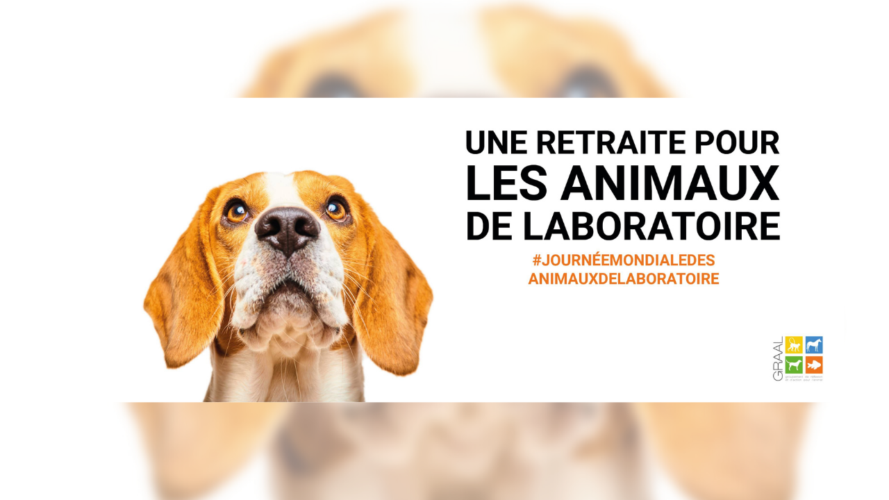 Une association lance un appel à l'adoption de 350 animaux