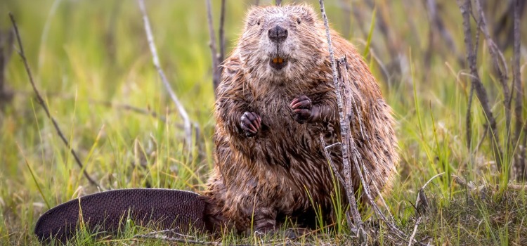 LE CASTOR EST DE RETOUR DANS LA REGION