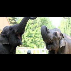 Actualites Contact Fm Anniversaire Surprise Pour Jana Et Praya Au Zoo D Amiens Ce Week End