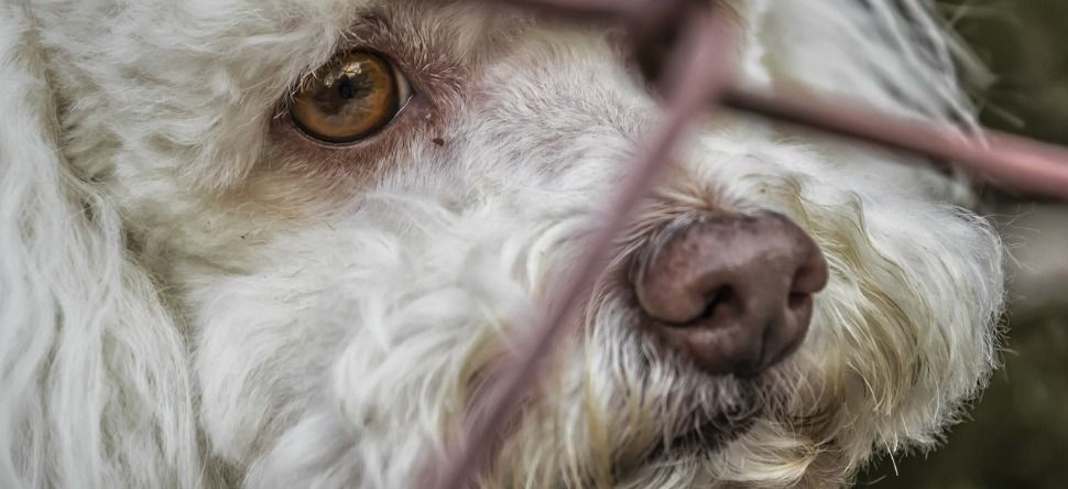 Abandon d’animaux de compagnie : jusqu'à trois ans d'emprisonnement
