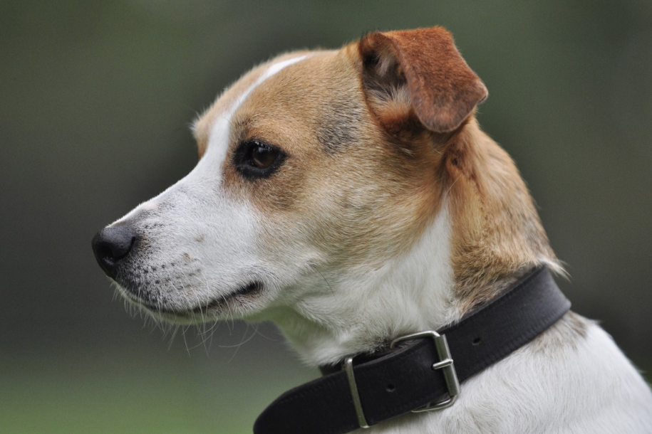CharenteMaritime un chien renversé par une voiture se