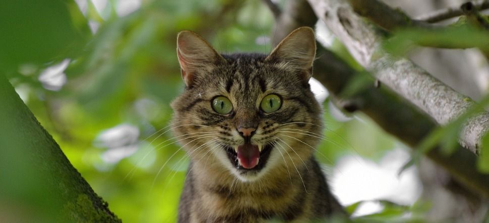 Elle tombe dans le coma après avoir été griffée par son chat (photo)