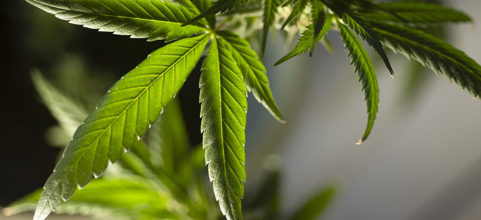 Le Mexique dépénalise la marijuana