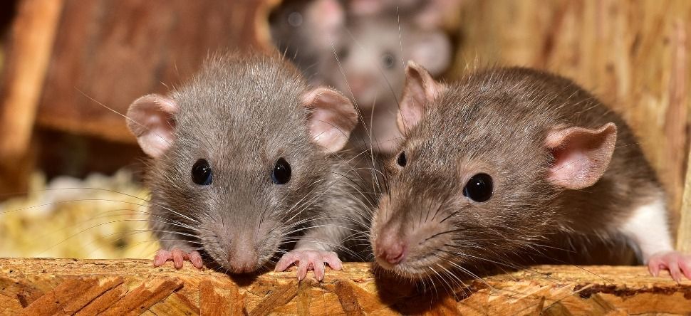 Des rats se cachent dans un distributeur et mangent les billets...