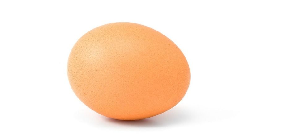 L’œuf d’Instagram : découvrez où et quand il va éclore !