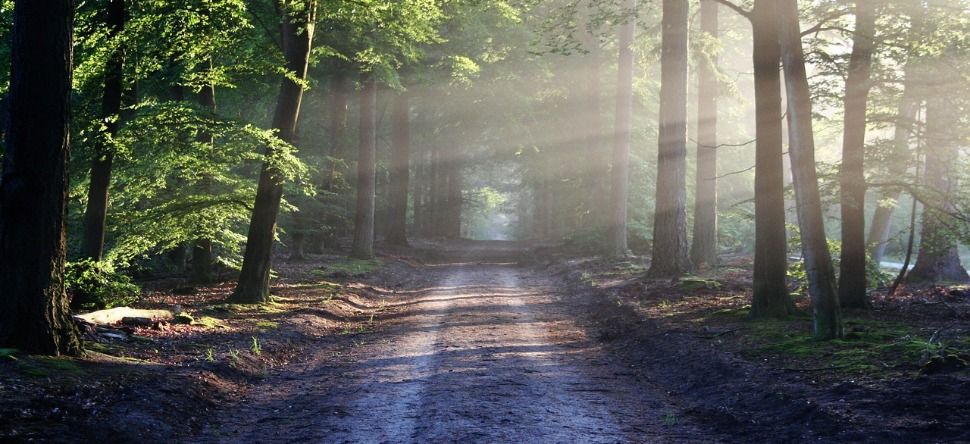 Trouvez ce bar caché dans la forêt et gagnez des bières à vie !