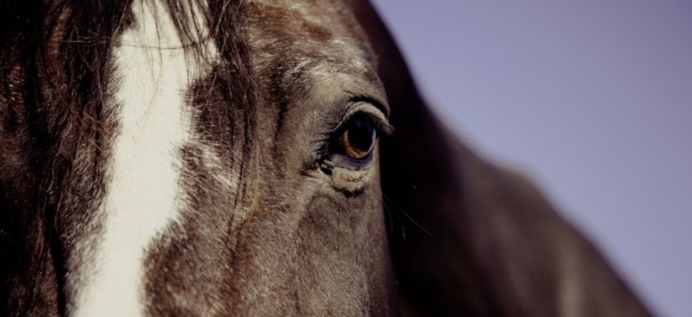 Indre : un cheval retrouvé mort à Migné