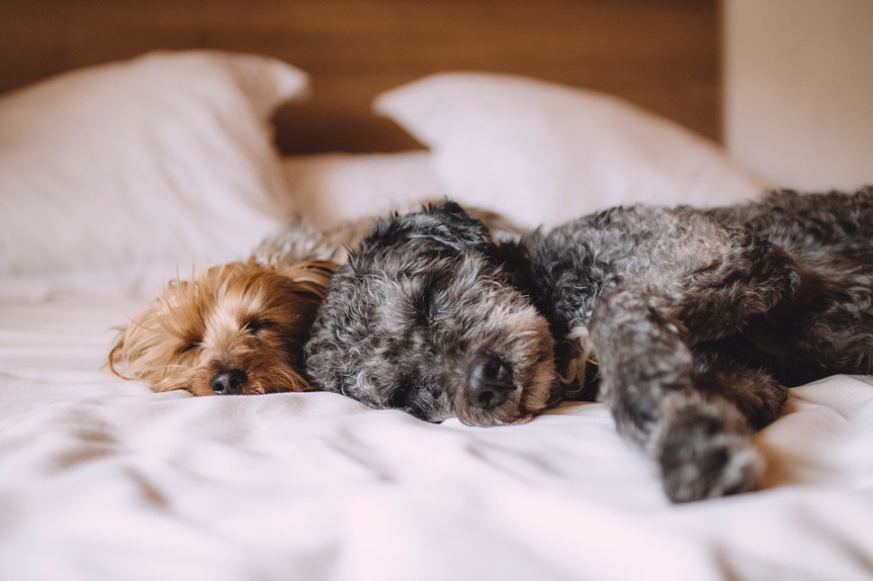 Dormir avec son chien est bon pour le sommeil !