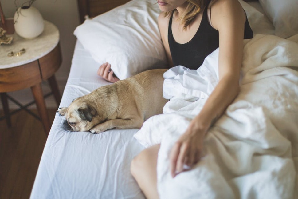 Faites imprimer la tête de votre animal de compagnie sur votre...