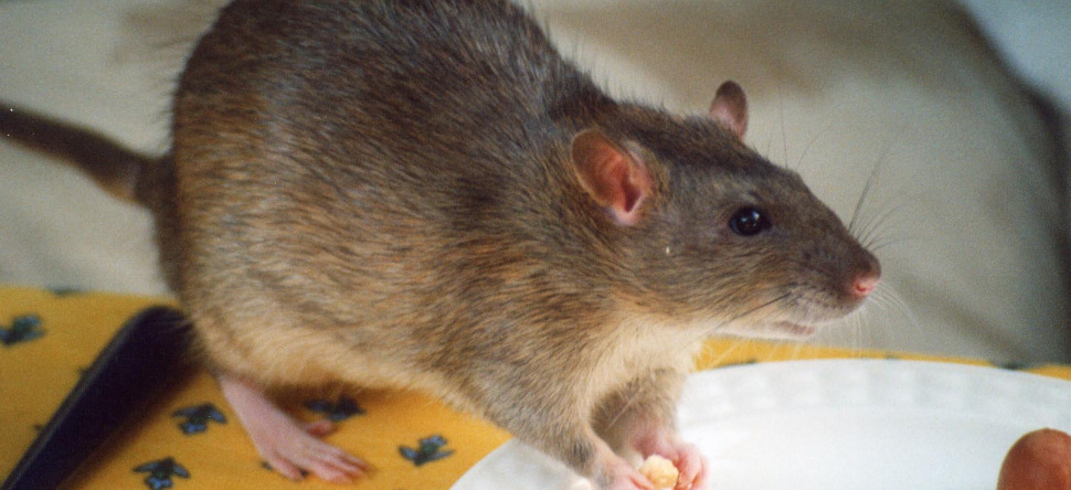 Un client filme des rats au rayon boulangerie d'un supermarché...