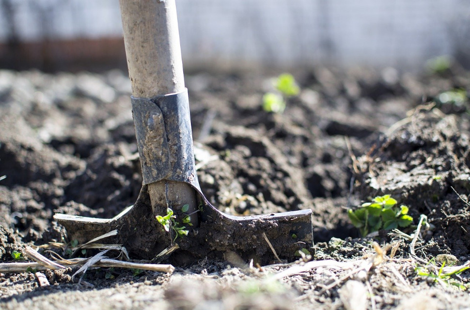 Tours : 300 personnes recherchées pour planter des arbres