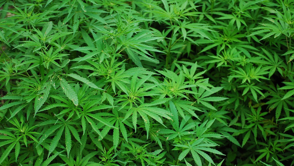 Consultation citoyenne sur le cannabis : 80% des réponses en faveur...