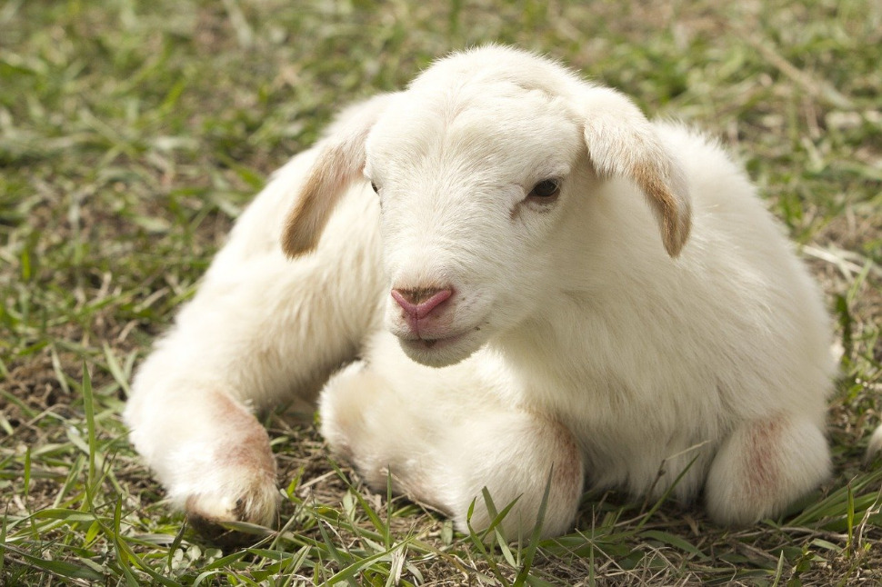 La ferme pédagogique Agri’Kids de Jarzé cartonne pendant les...