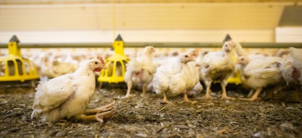 Sablé-sur-Sarthe : le groupe LDC visé par l’association animaliste...