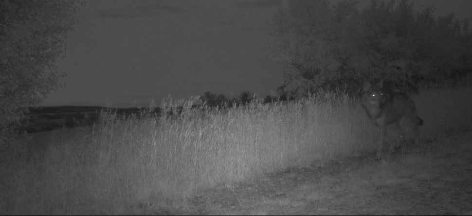 Un loup abattu en Saône-et-Loire