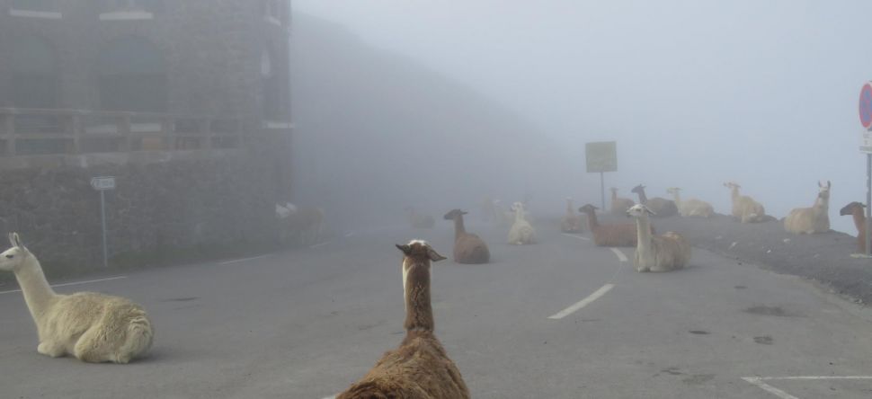 Quand les lamas attendent le tour de France...