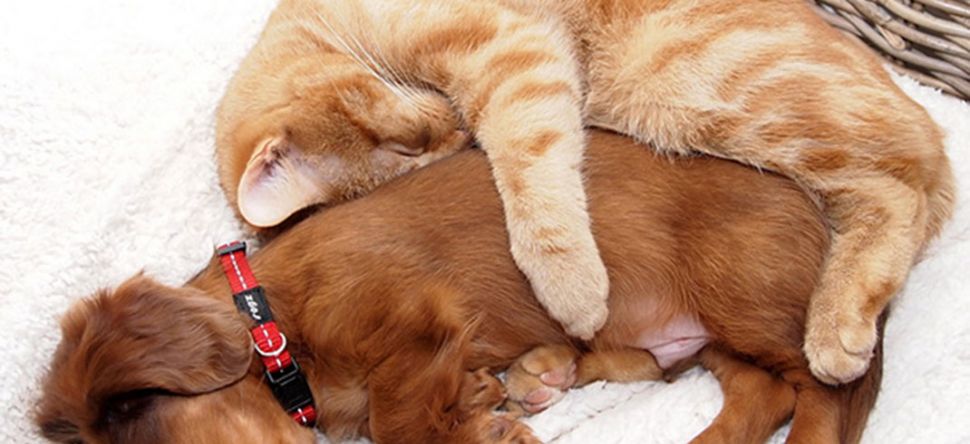 Le Pawsecco, le vin destiné... aux chiens et chats !