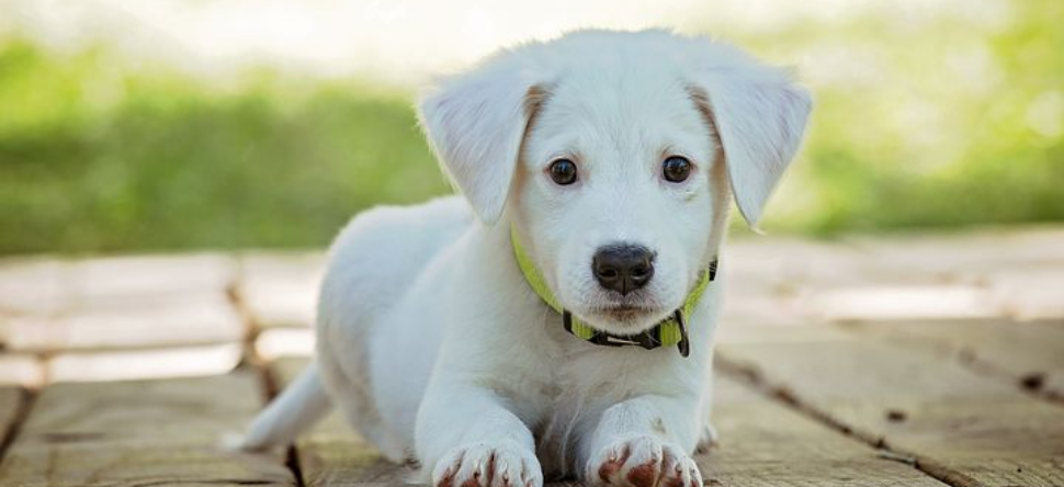 Yvelines : une femme jugée pour avoir laissé mourir son chien