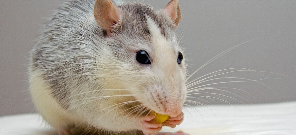 Un rat provoque la panique dans un McDonald's (Vidéo)