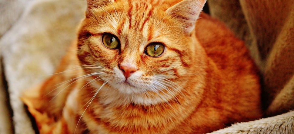 Un homme autotune les miaulements de son chat et fait le buzz (Vidéo)