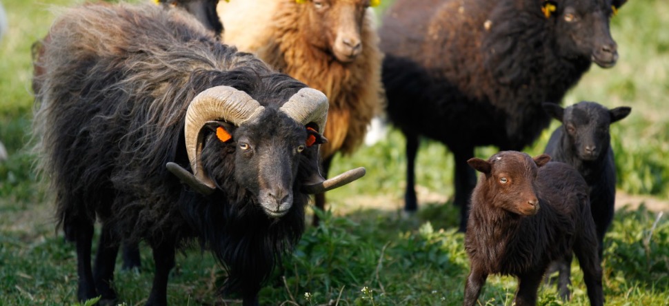 Paris : ils tentent de voler 6 moutons au bord du périphérique