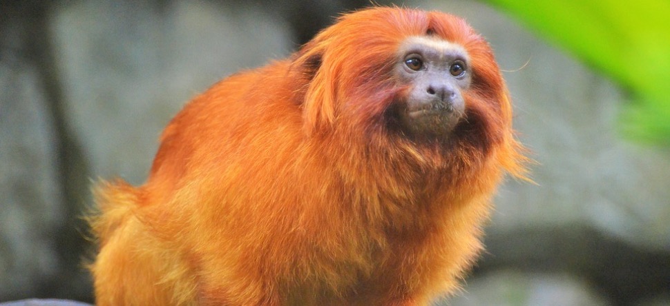 Seine-Saint-Denis : 5 singes tamarins-lion retrouvés dans un...