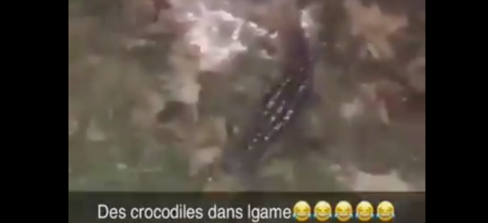 Un crocodile est recherché par la police à Grigny (vidéo)