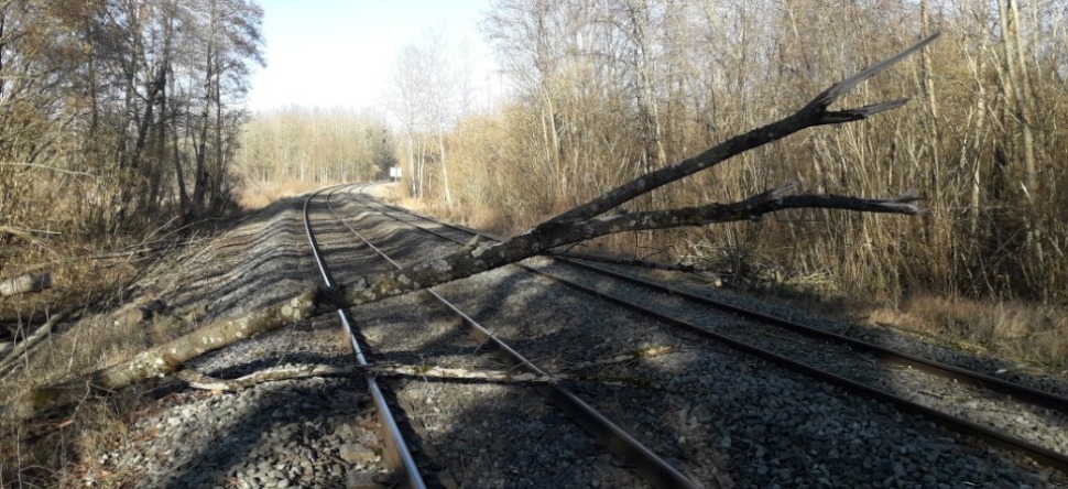 Ligne P : le trafic interrompu jusqu’à midi après la chute de...