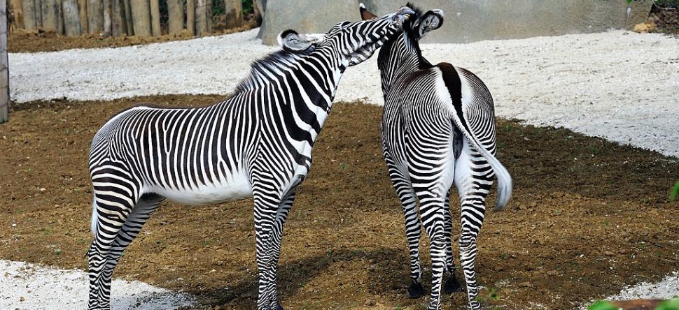 Le zoo de Vincennes rouvre après un confinement productif