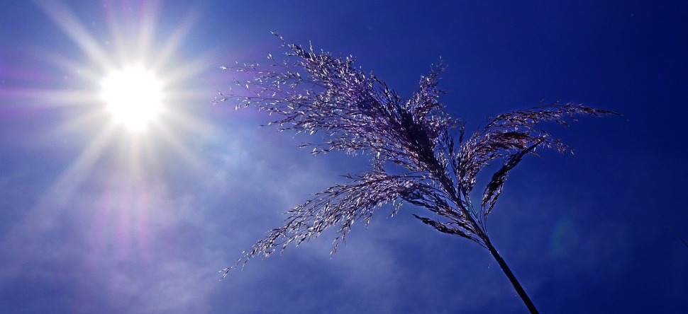 Pic de chaleur : comment échapper au coup de chaud ?