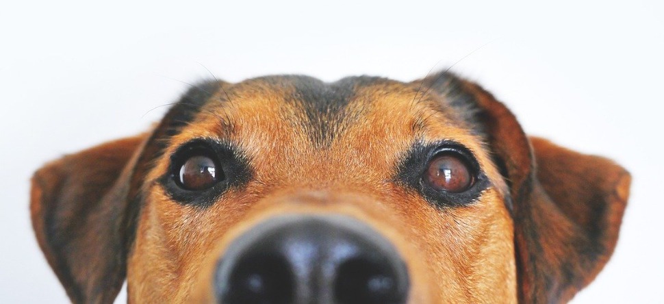 Des chiens renifleurs pour détecter le Covid-19 ?