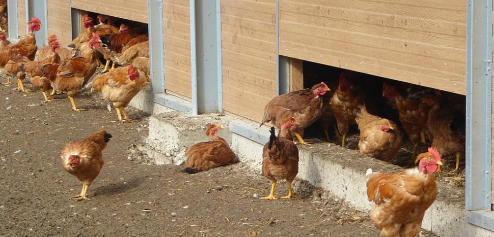 Grippe aviaire : 45 départements placés en risque "élevé"