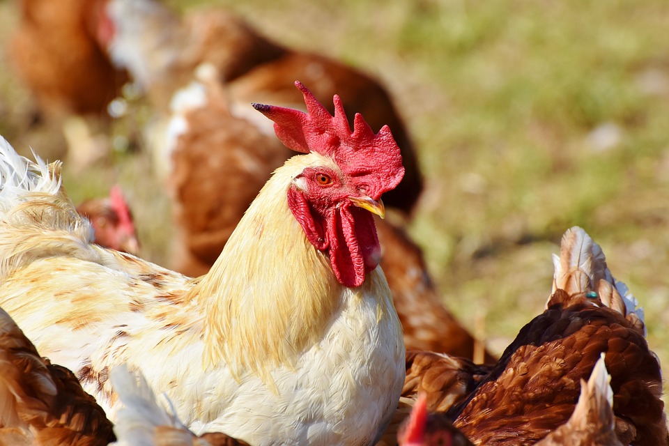 Pourquoi Dit On Poulet Pour La Police Pourquoi on utilise parfois le terme de "poulets" pour parler de la police