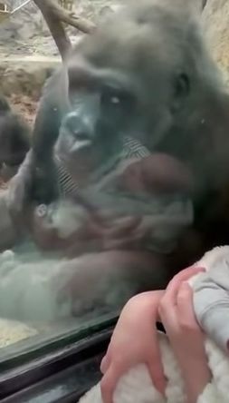 Une Maman Gorille Fascinee Par Un Nouveau Ne A Travers La Vitre Du Zoo Video